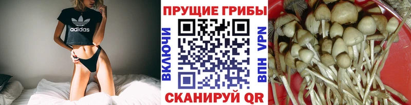 Псилоцибиновые грибы Psilocybine cubensis  Морозовск 